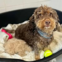 Maddy, chienne à adopter