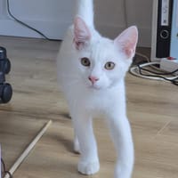 Ulna, chat à adopter