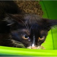 NEROLI, chatte à adopter