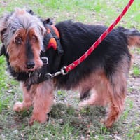 FILOU (en placement provisoire), chien à adopter