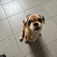 TCHOUPI, chien à adopter