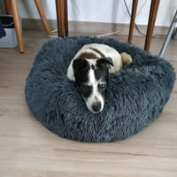 PEP PEP, chien à adopter