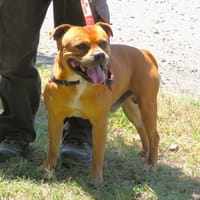 KIKI (en placement provisoire), chien à adopter
