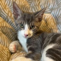 GROOT, chat à adopter