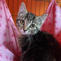 TRINITE, chatte à adopter