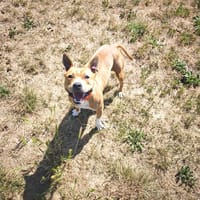 YRIS (en placement provisoire), chienne à adopter