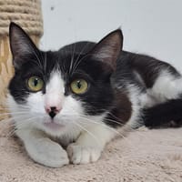 RAIPONCE, chatte à adopter