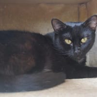 Nina PAB27444, chatte à adopter