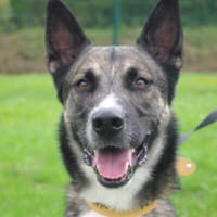 BABA PAA22925, chien à adopter