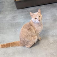 LOKI A17034, chat à adopter
