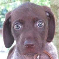 ROMI, chienne à adopter