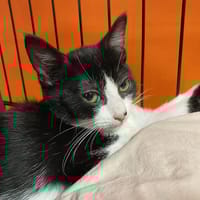 FIDJI, chatte à adopter