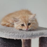 ALISTAIR, chat à adopter