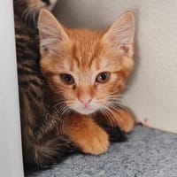 ATLAS, chat à adopter