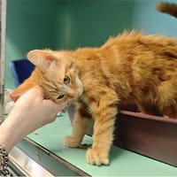 LINGO, chat à adopter