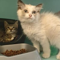 TAGADA, chatte à adopter