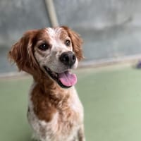 LOKY, chien à adopter