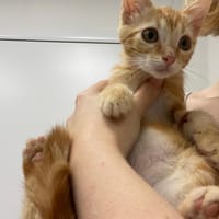 Chopper, chat à adopter