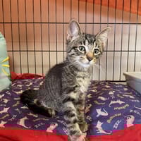JASPER, chat à adopter