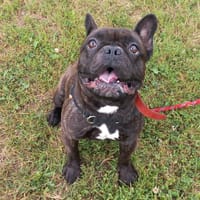 Ugo, chien à adopter