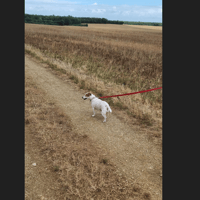 IRMA, chienne à adopter