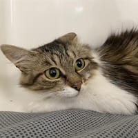 ELISEE, chatte à adopter