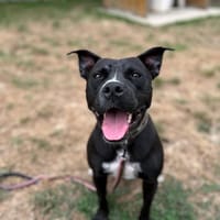LUCKY, chien à adopter