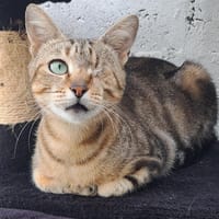 GALA, chatte à adopter