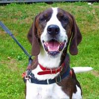 BABOU, chien à adopter