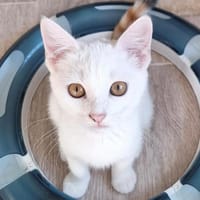 Willow, chatte à adopter