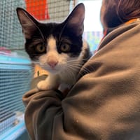 HOWEY, chat à adopter