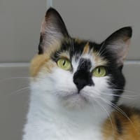 Poppie, chatte à adopter