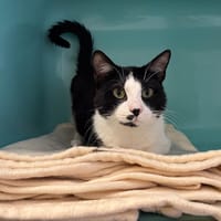 SOTO PAB27597, chat à adopter