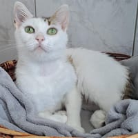 LILAS, chatte à adopter