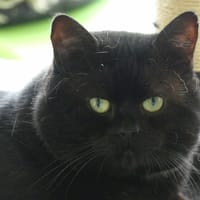 NOIROT, chat à adopter
