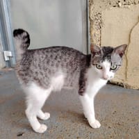 GUGGENHEIM, chat à adopter