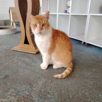 KIRBY, chat à adopter