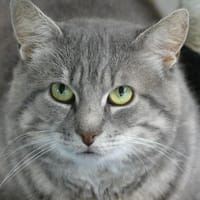 DOUDOU, chat à adopter