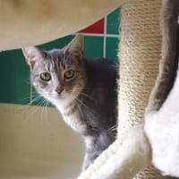Farina PAB27497, chatte à adopter