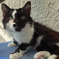 BOULETTE, chat à adopter