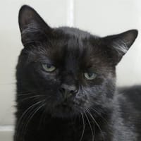 PUMBA, chat à adopter