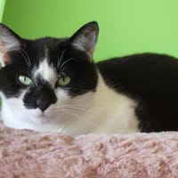 PIF, chatte à adopter