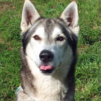 MARLEY, chien à adopter