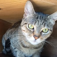 ATHENA C, chatte à adopter