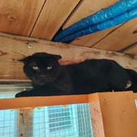 GASPARD, chat à adopter