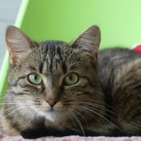 TCHIN, chatte à adopter