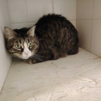 CACHOU, chatte à adopter