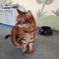 DOUDOU, chatte à adopter