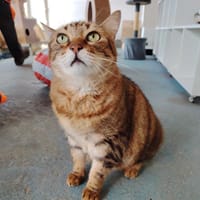 DOUDOU, chatte à adopter