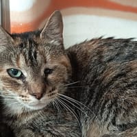 MIBOUX C, chatte à adopter